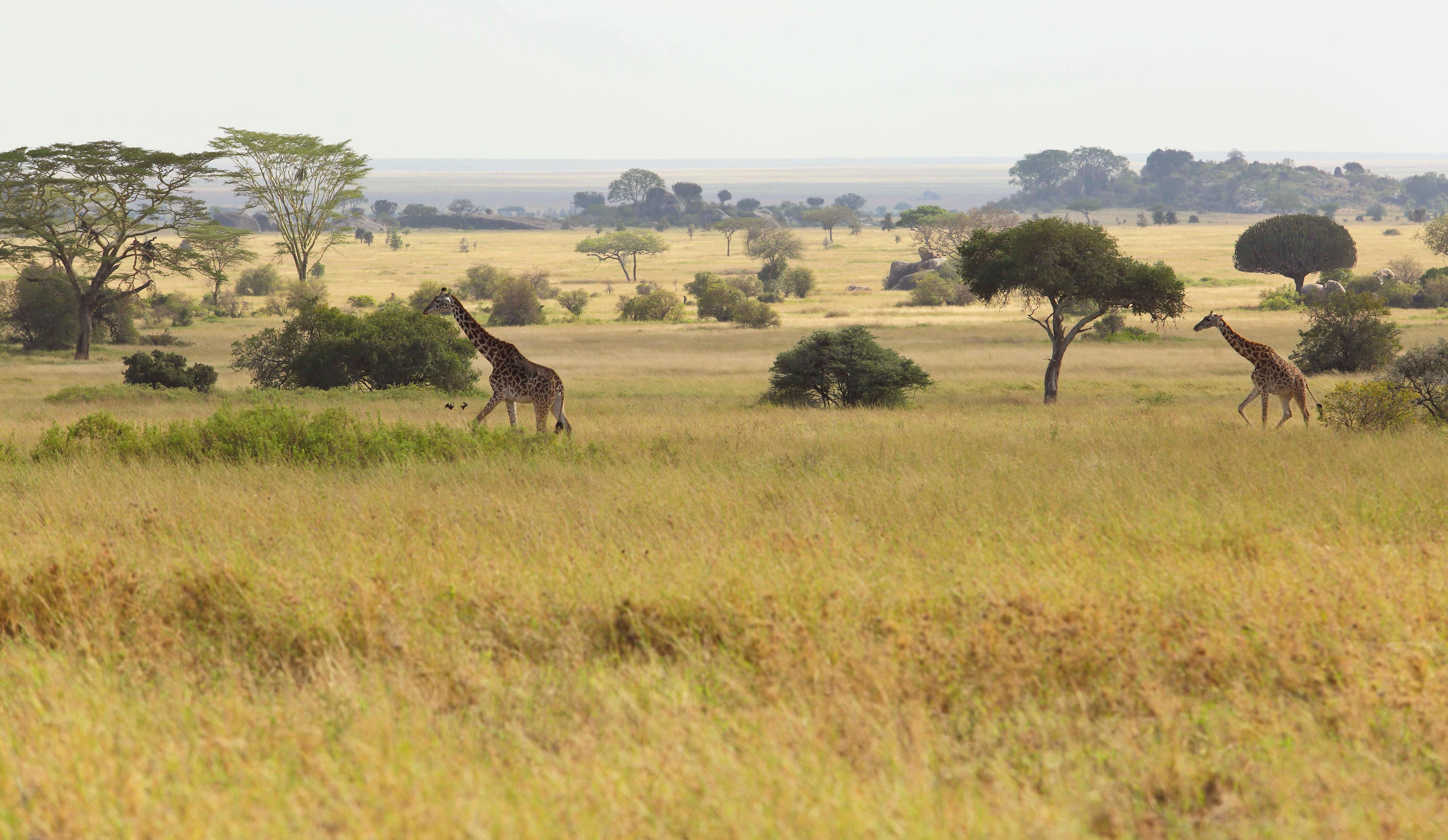 girafe et plaine-min.jpeg