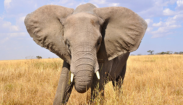 Tanzania Safaris Zanzibar Tanzania Safari Experiences